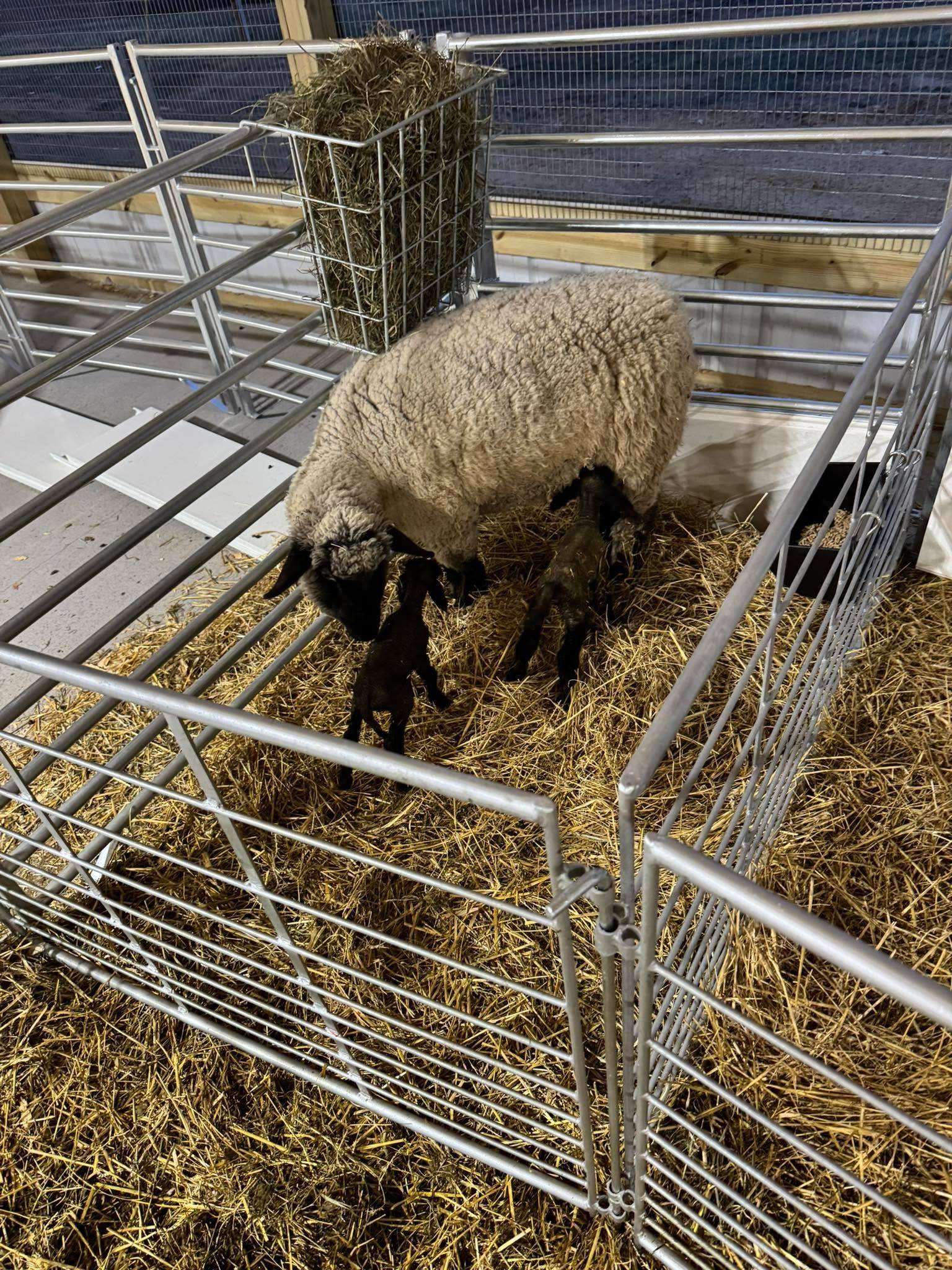 A ewe with two young black-faced lambs in a straw-bedded lambing pen with a hay feeder