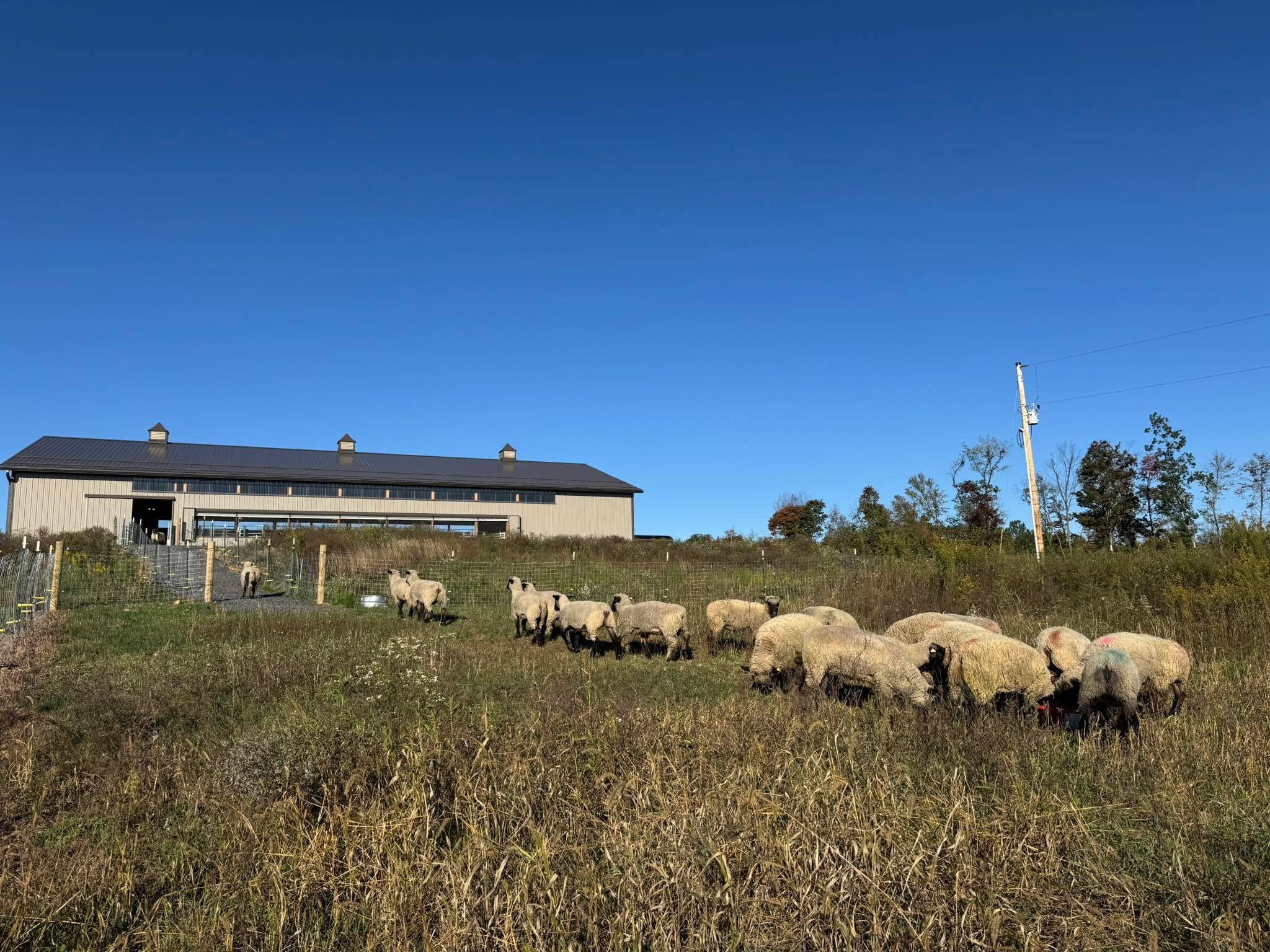 The flock grazing in a line through tall grass in front of the new barn under a clear blue sky