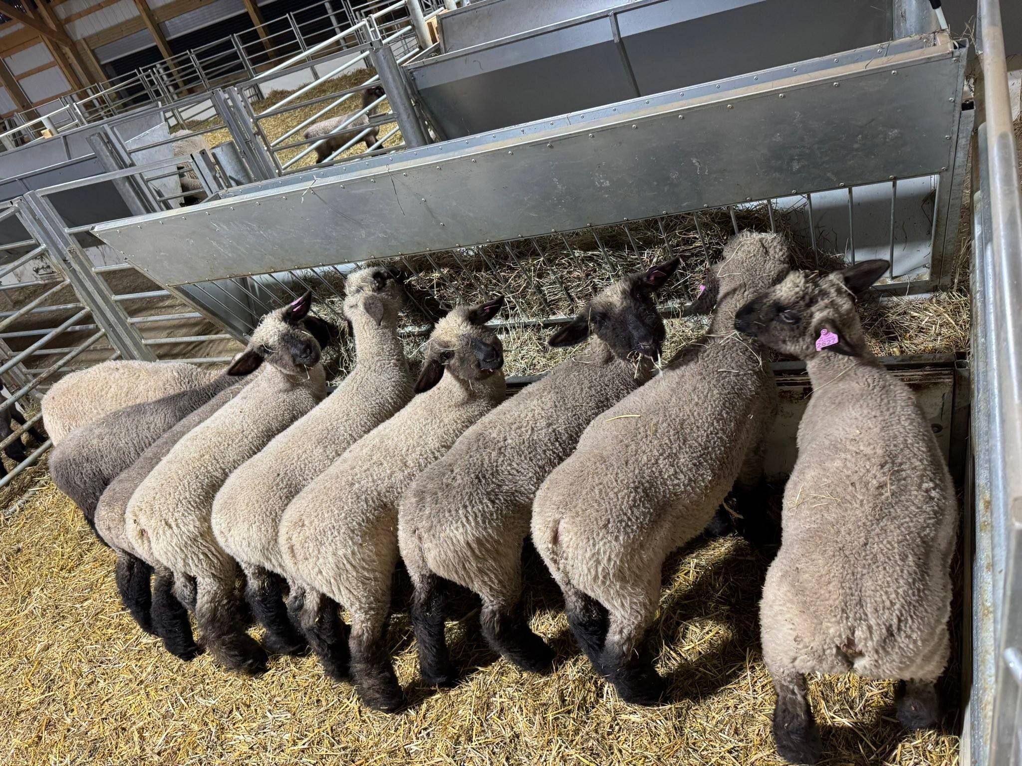 A row of black-faced wether lambs eating hay at a metal feeder in a straw-bedded pen
